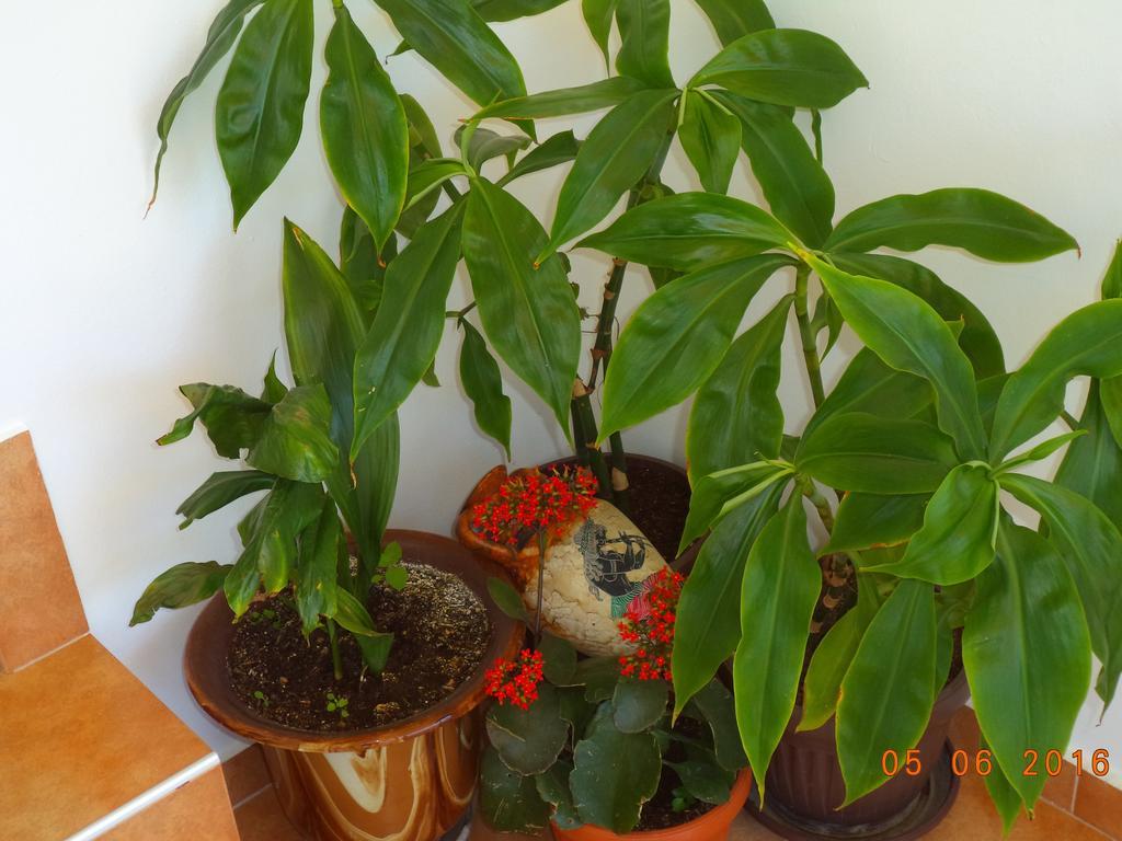 סוזופול Sveti Georgi Guest House מראה חיצוני תמונה